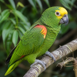 Orange-winged Amazon Identification Guide