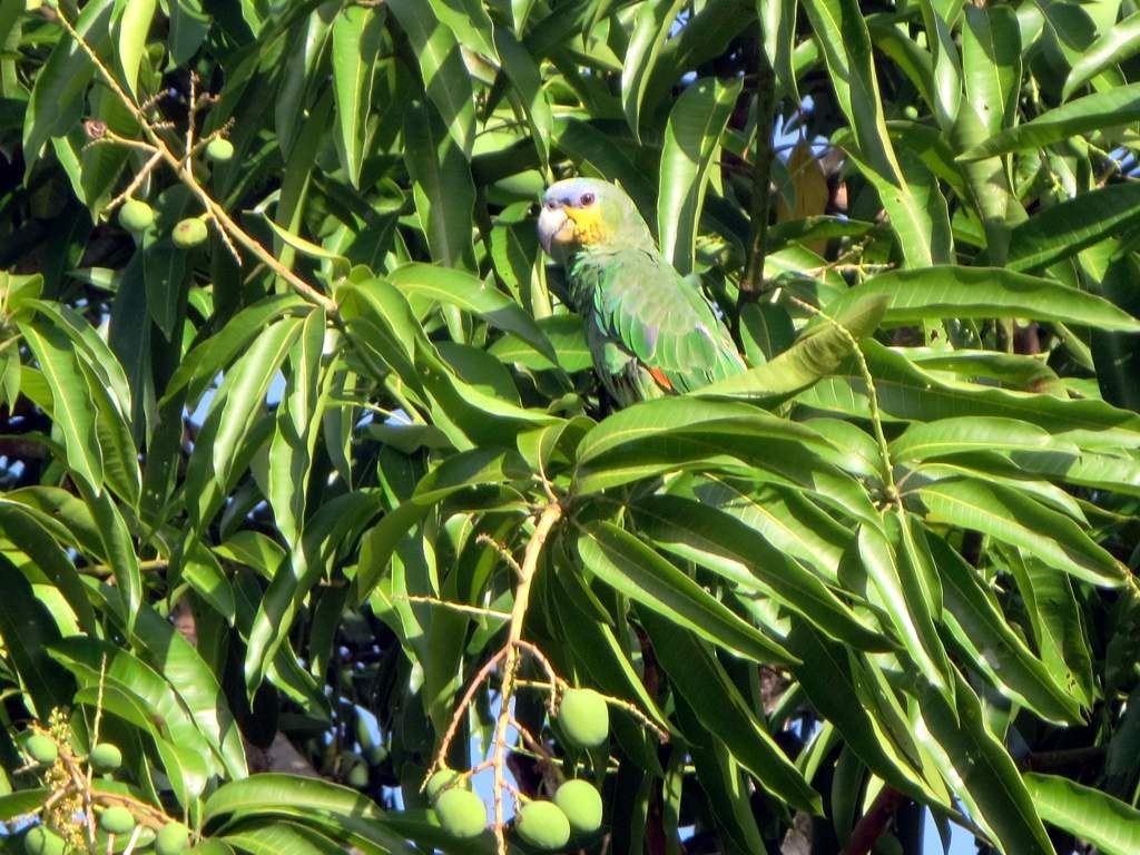 Orange-winged Amazon (Amazona amazonica)