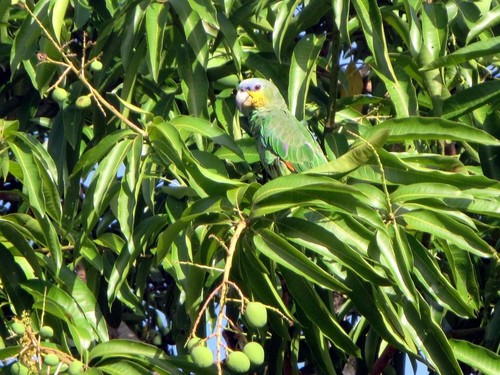 Orange-winged Parrot
