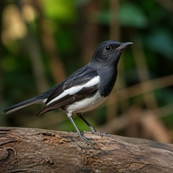 Oriental Magpie-Robin Identification Guide