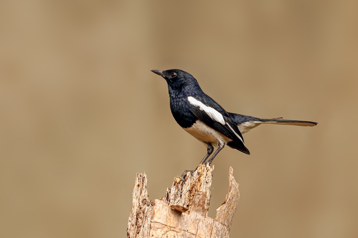 Oriental Magpie-Robin (Copsychus saularis)