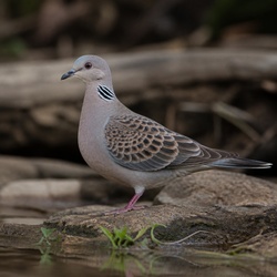 Oriental Turtle Dove Identification Guide