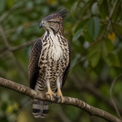 Ornate Hawk-Eagle Identification Guide