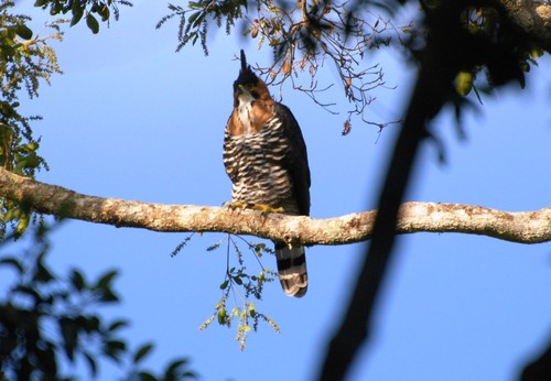 Ornate Hawk-Eagle