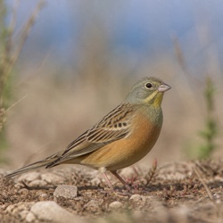 Ortolan Bunting Identification Guide