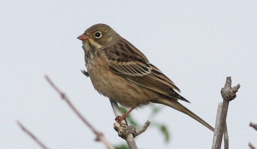 Ortolan Bunting