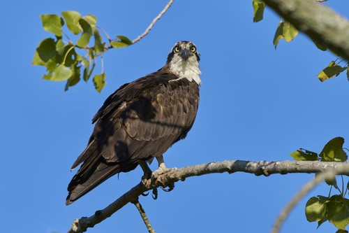 Osprey