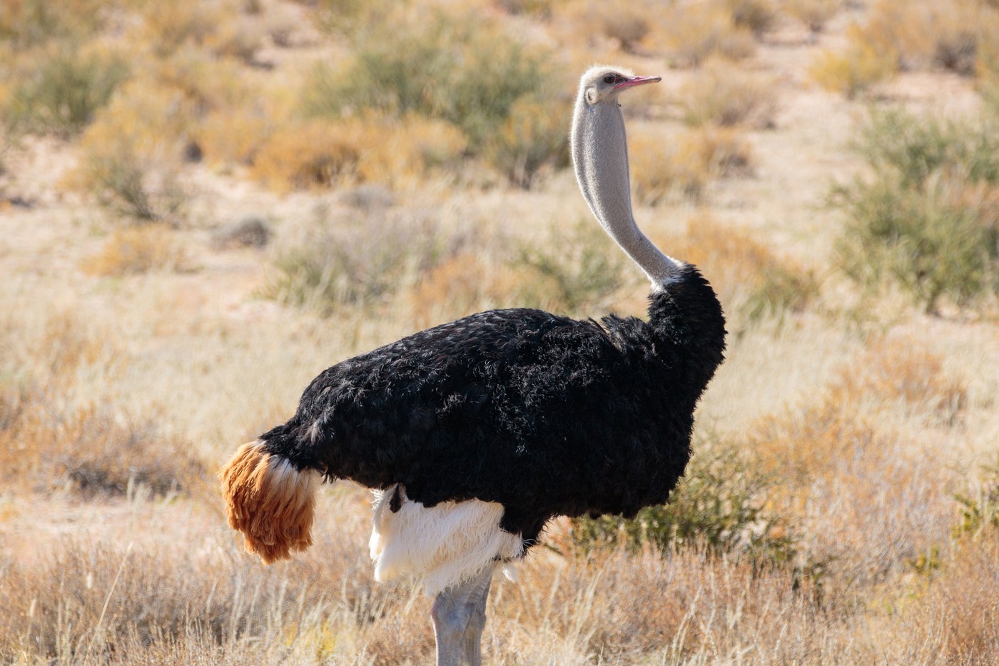 Ostrich (Struthio camelus)