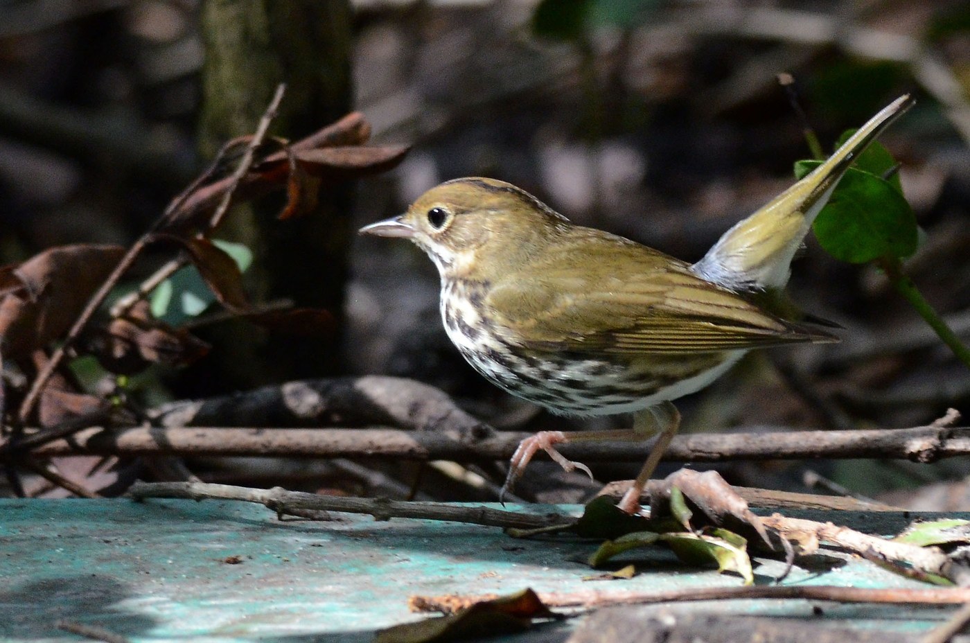 Ovenbird (Seiurus aurocapilla)