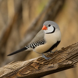Owl Finch Identification Guide