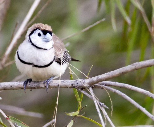 Owl Finch
