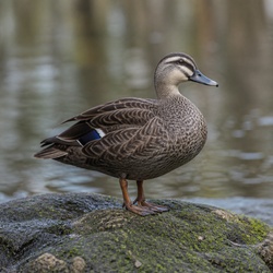 Pacific Black Duck Identification Guide