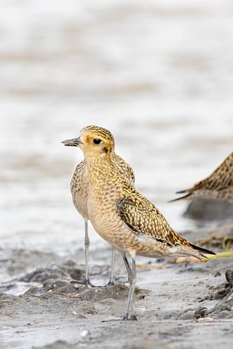 Pacific Golden-Plover