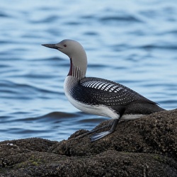 Pacific Loon Identification Guide