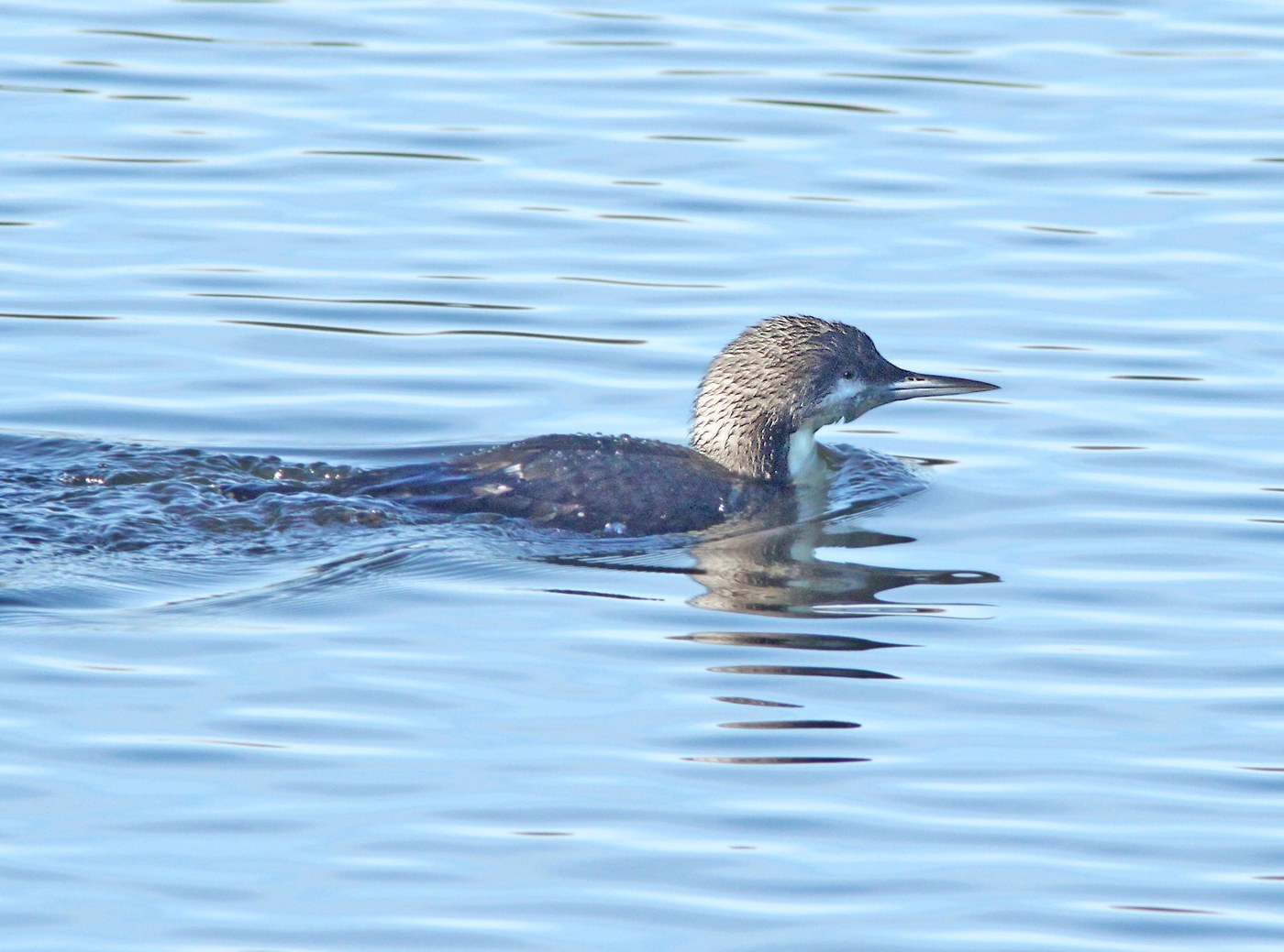 Pacific Loon Identification Guide