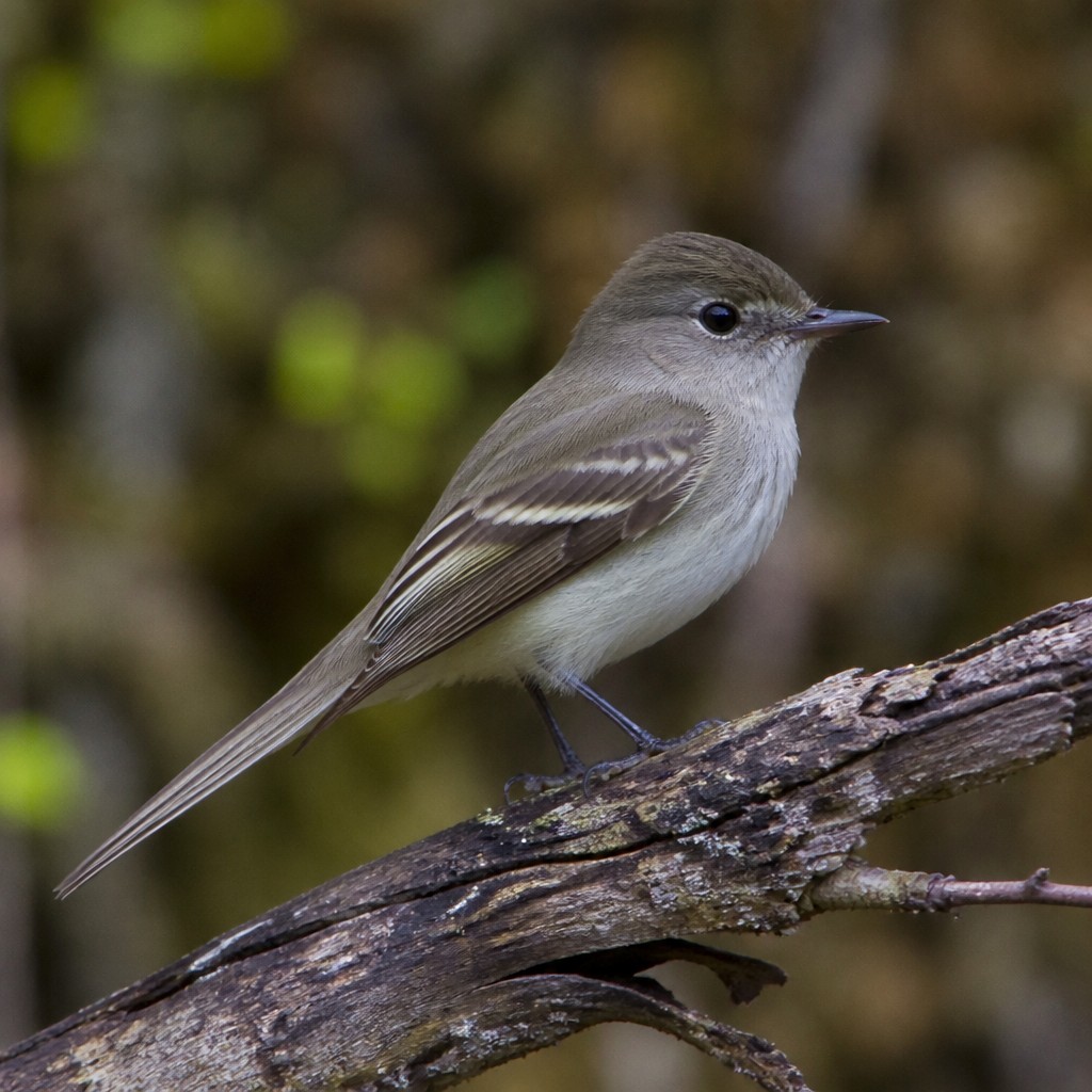 Pacific-slope Flycatcher (Empidonax difficilis)