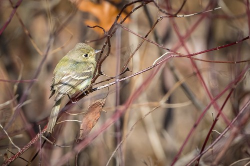 Pacific-slope Flycatcher