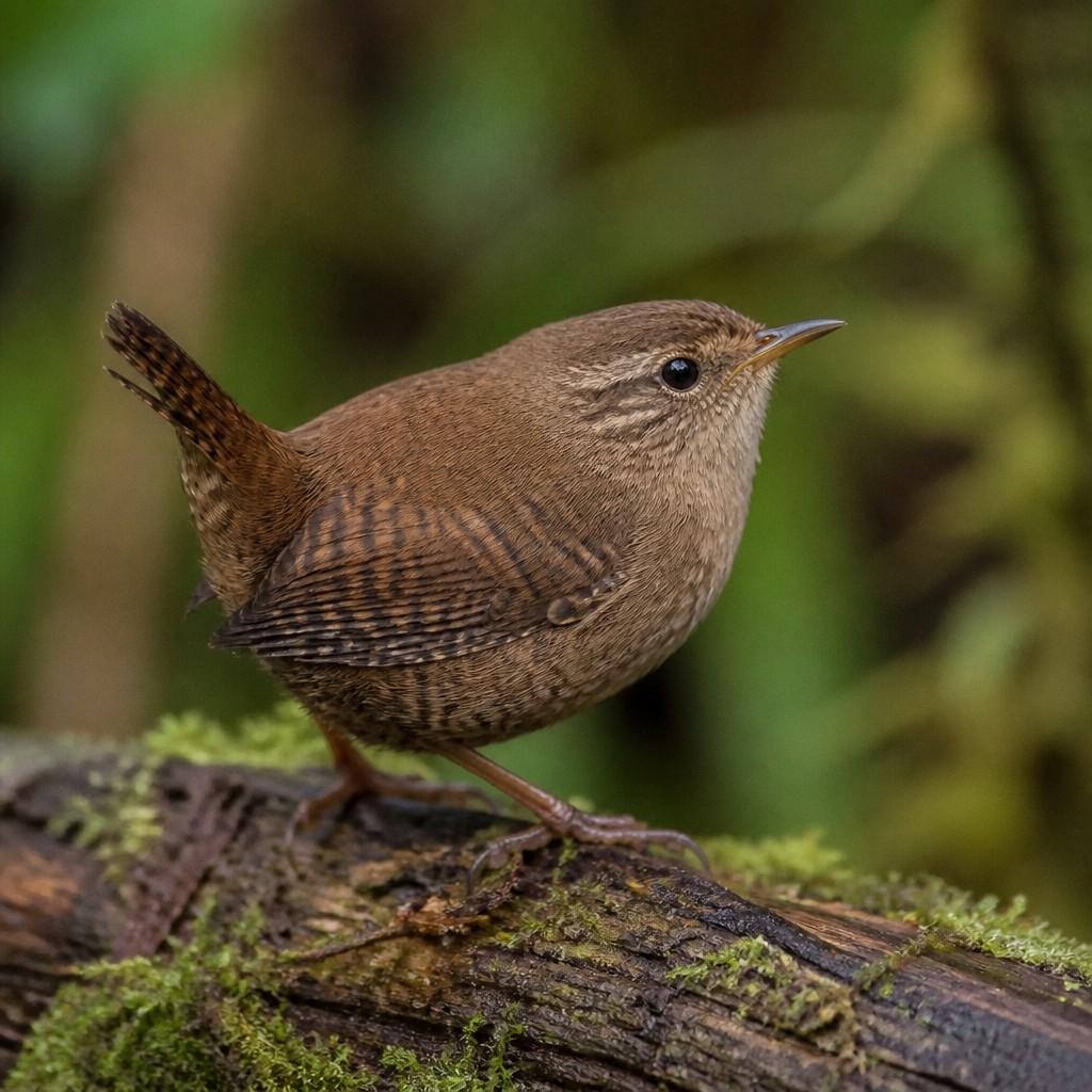 Pacific Wren (Troglodytes pacificus)