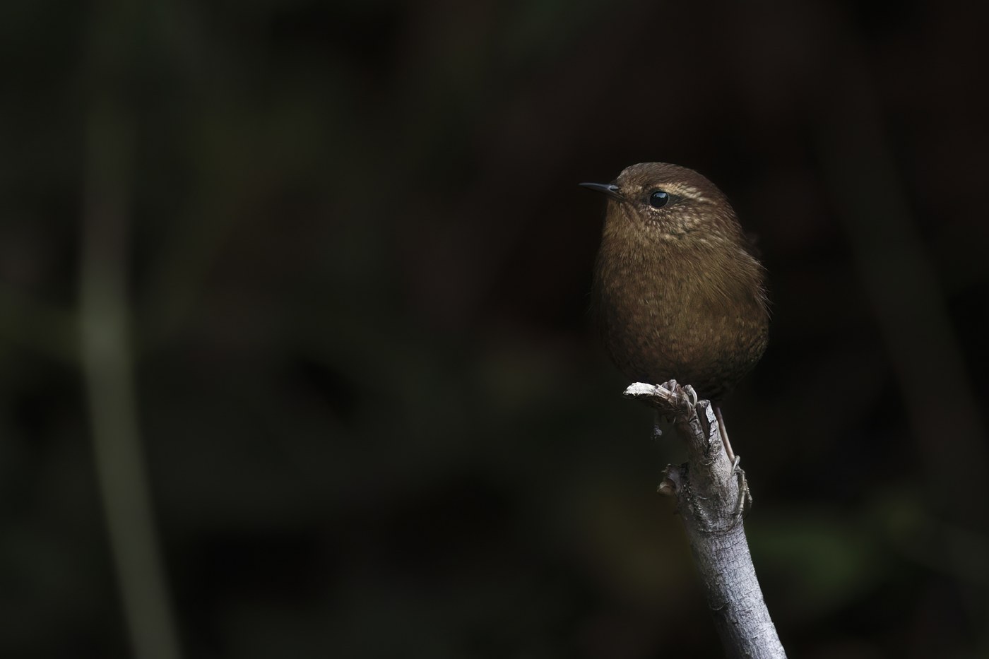 Pacific Wren (Troglodytes pacificus)