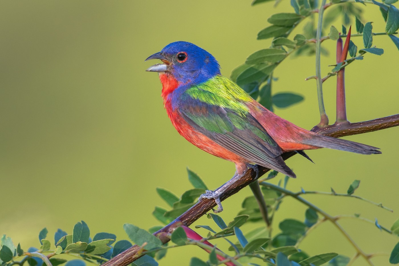 Painted Bunting (Passerina ciris)