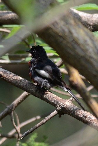 Painted Redstart