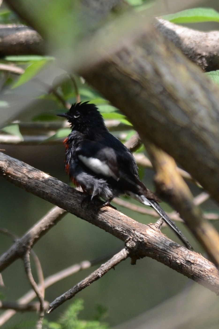 Painted Redstart (Myioborus pictus)