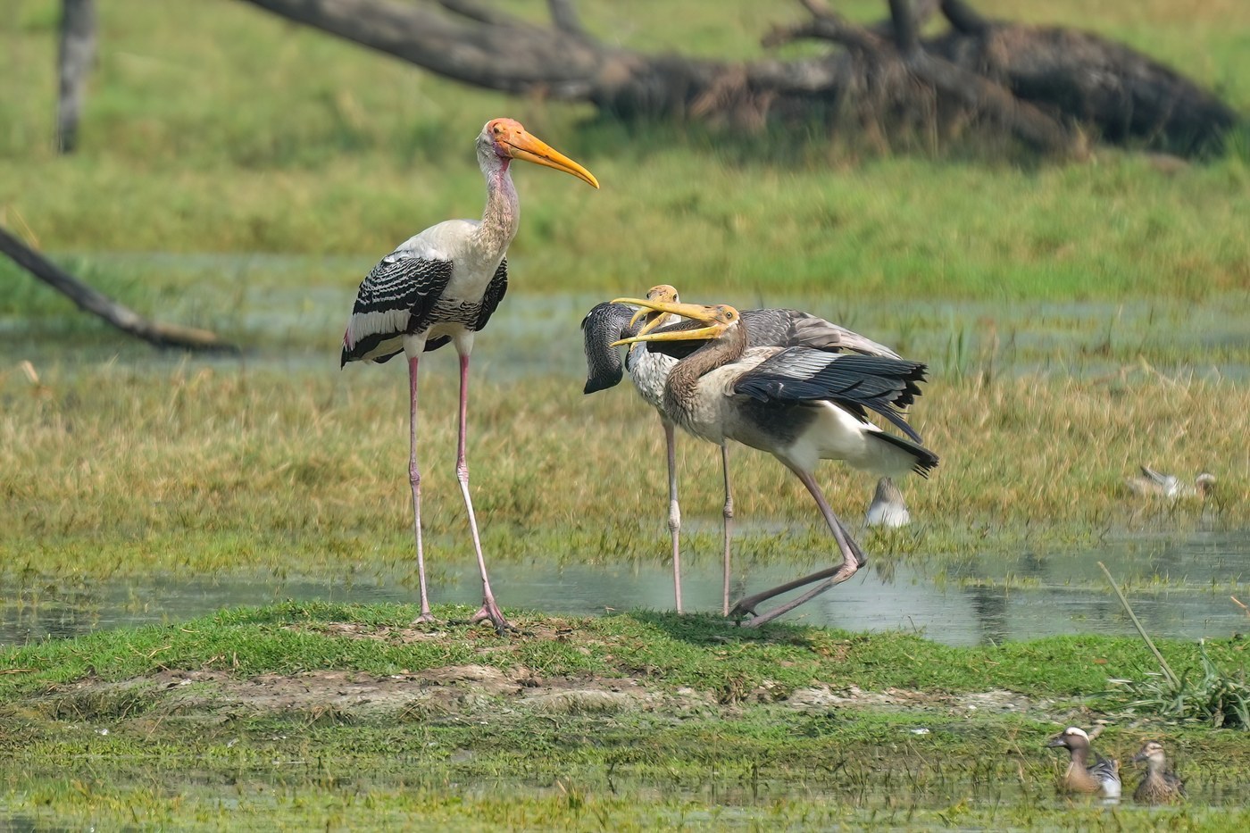 Painted Stork (Mycteria leucocephala)