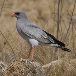 Pale Chanting Goshawk Identification Guide