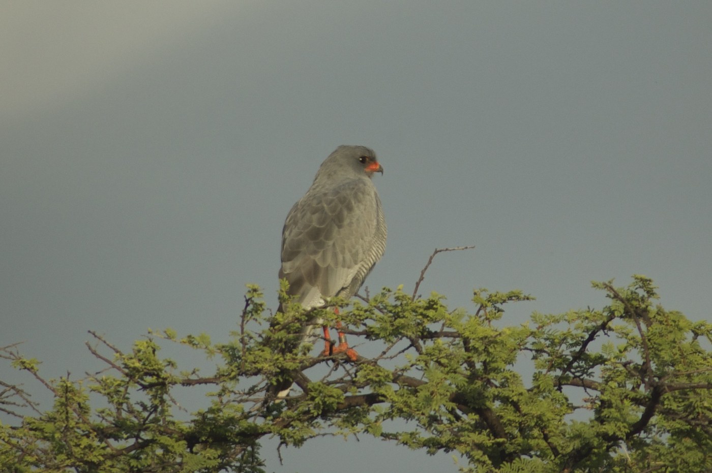 Pale Chanting Goshawk (Melierax canorus)