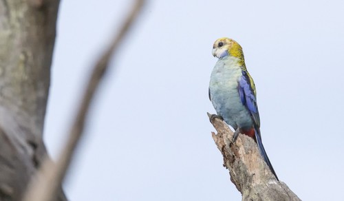 Pale-headed Rosella