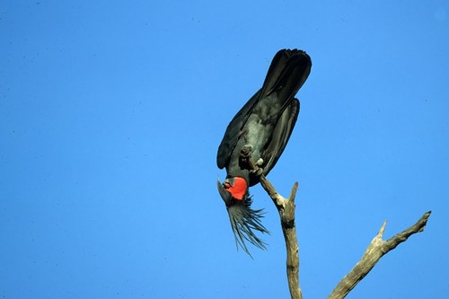 Palm Cockatoo