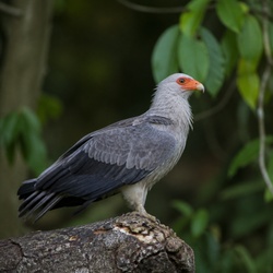 Palm-nut Vulture Identification Guide