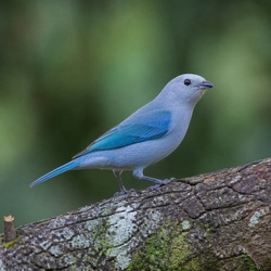 Palm Tanager Identification Guide