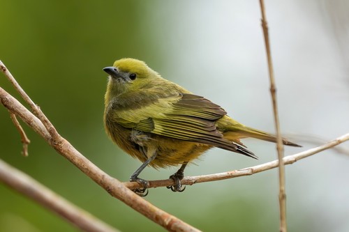 Palm Tanager