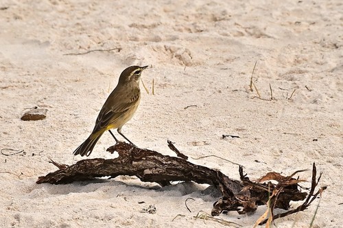 Palm Warbler