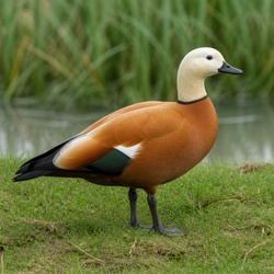 Paradise Shelduck Identification Guide