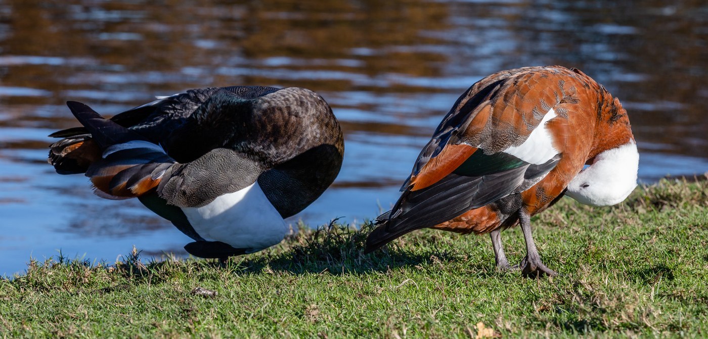 Paradise Shelduck (Tadorna variegata)