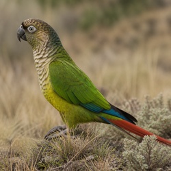 Patagonian Conure Identification Guide