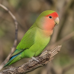 Peach-faced Lovebird Identification Guide