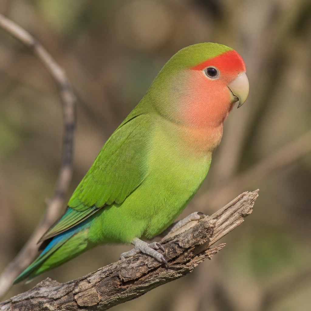 Peach-faced Lovebird (Agapornis roseicollis)