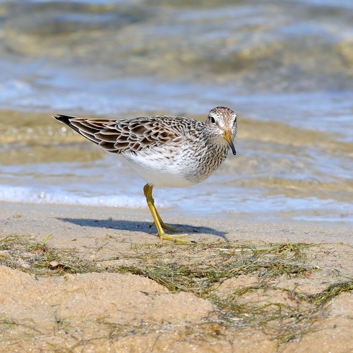 Pectoral Sandpiper