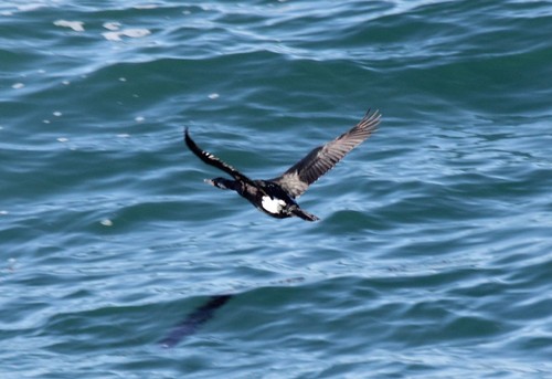 Pelagic Cormorant