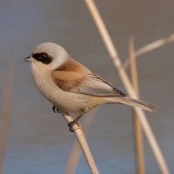 Penduline Tit Identification Guide