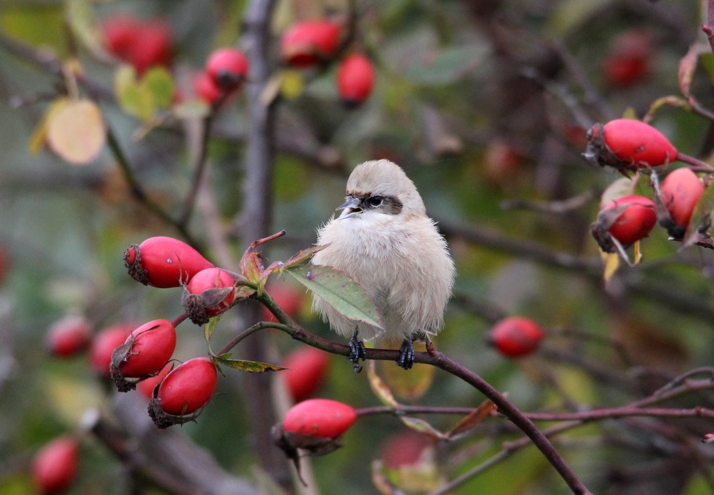 Penduline Tit (Remiz pendulinus)