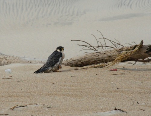 Peregrine Falcon