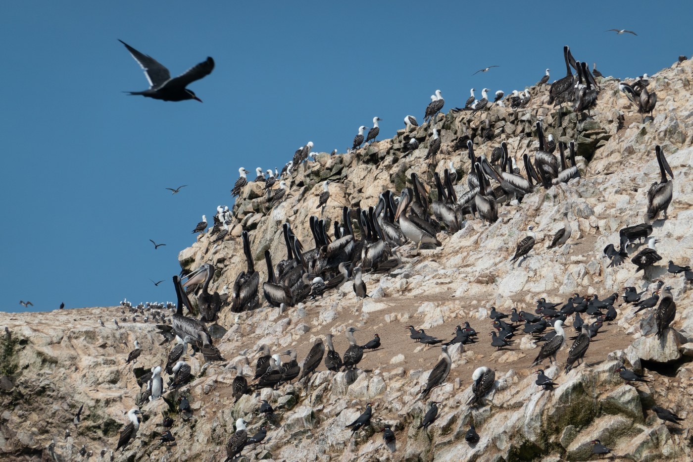 Peruvian Pelican (Pelecanus thagus)