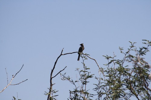 Phainopepla