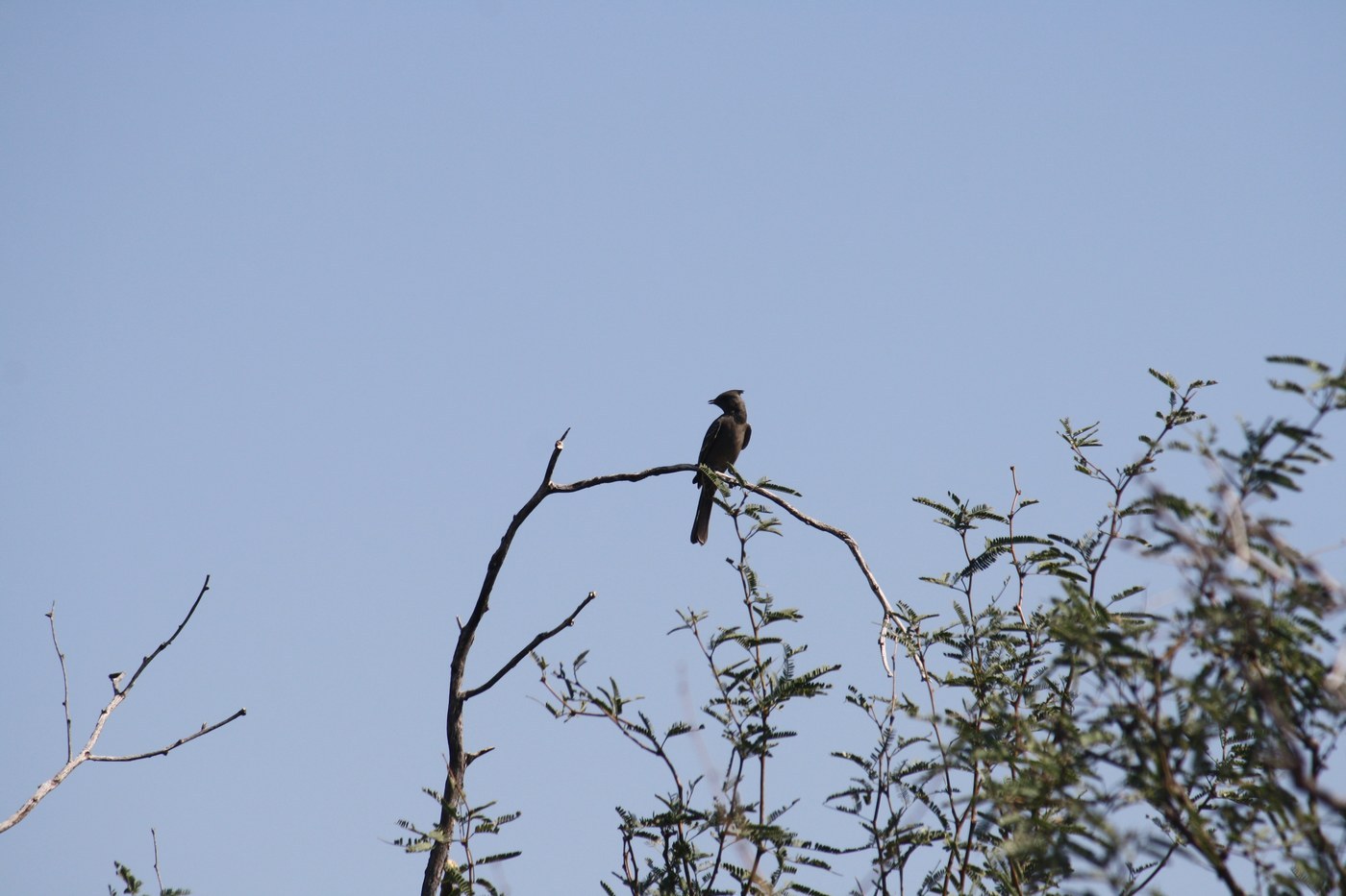 Phainopepla (Phainopepla nitens)