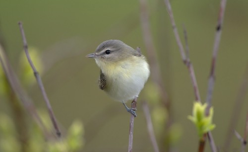 Philadelphia Vireo