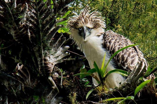 Philippine Eagle